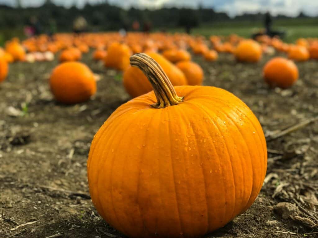 How to Can Pumpkin