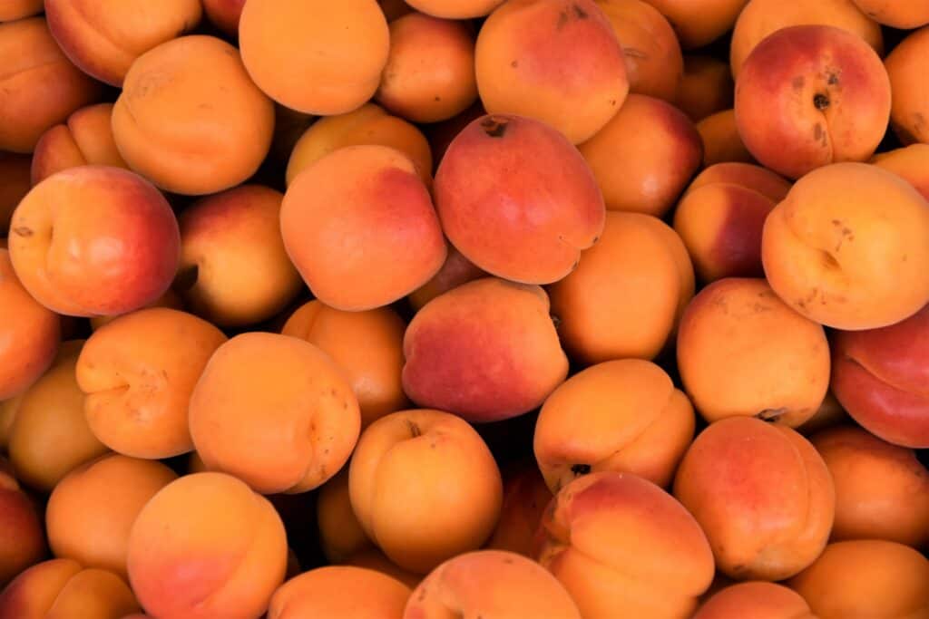 Canning Apricots