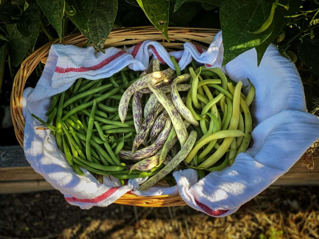 Green Beans pack