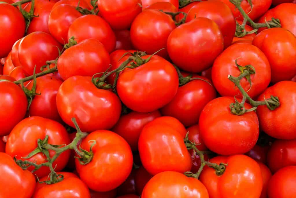 Many Red Tomatoes 