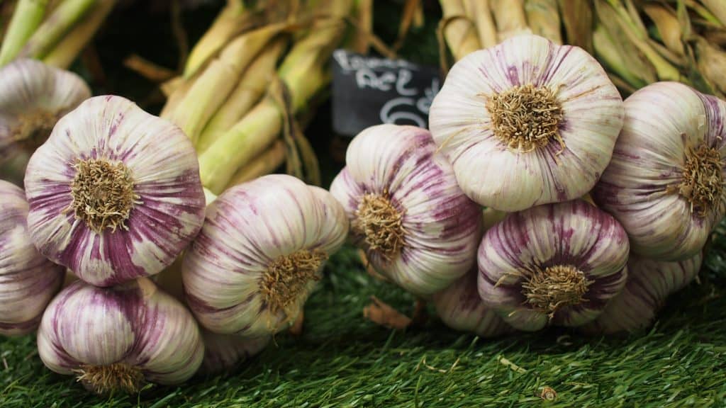 How to Tell if Your Garlic Is Going Bad