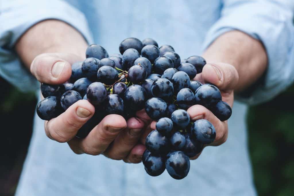 Can you Freeze Grapes?
