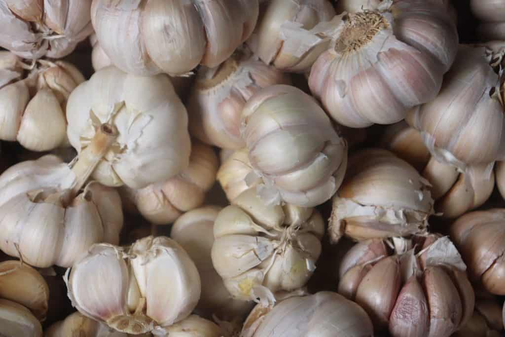 Canning lots of garlics