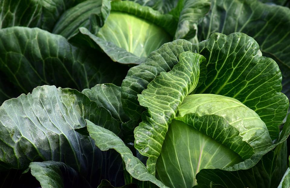 Bunch of Cabbage