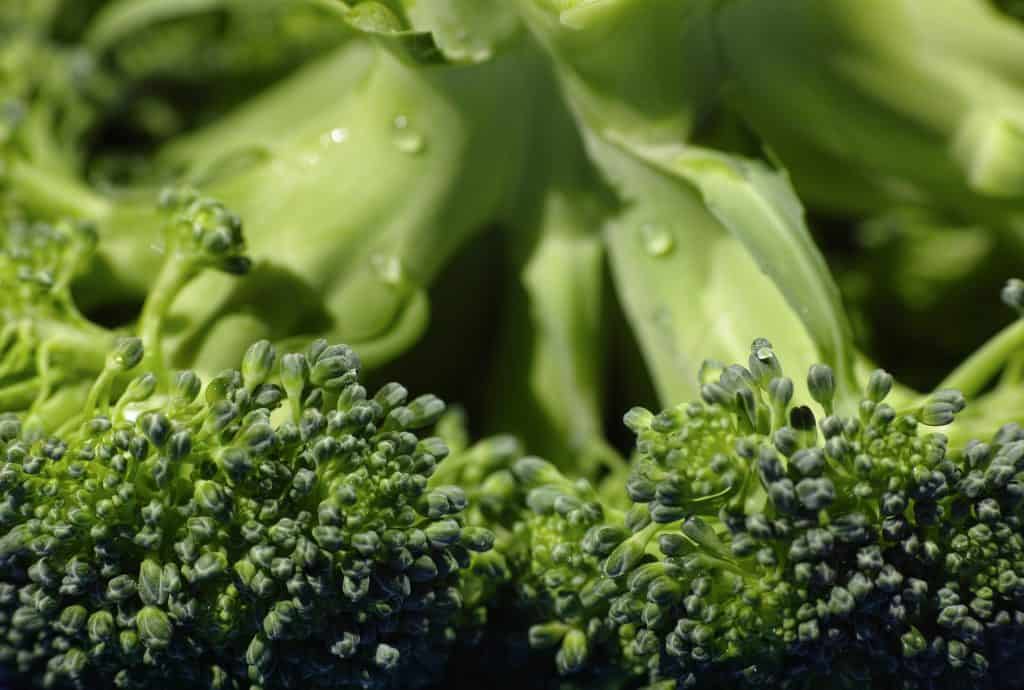 closeup of wet broccoli