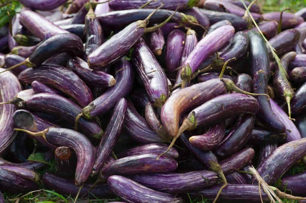 group of fresh eggplants